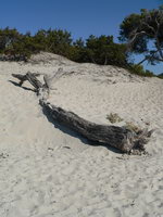 Korsika Saleccia Bucht